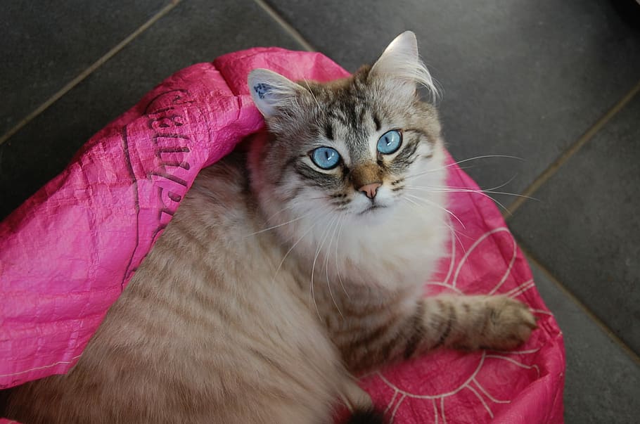 kat, kat, kattehoved, langhårede, kat, langhåret kat, indenlandske kat, kæledyr, husdyr, feline, dyre temaer, et dyr, indenlandske, pattedyr, kigger på kameraet, portræt, hvirveldyr, bakkenbart, lempelse, høj vinkel visning, lyserød farve, ingen mennesker, indendørs, dyr øje, 1080P