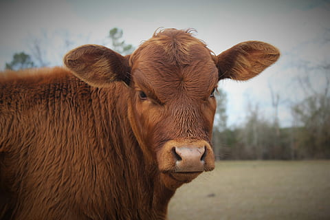 Stierkalb, Kuh, Stier, Kalb, Tier, das Vieh, Natur, ländliche Szene, Landwirtschaft, Bauernhof, Säugetier, Gras, Vieh, Weide, ein Tier, Tierthemen, keine Leute, Fokus auf den Vordergrund, Haustiere, braun, inländisch, Porträt, Tierkörperteil, Wirbeltier, Nahansicht, Tierkopf, Land, Kamera betrachten, pflanzenfressend, draußen, Tierauge, 5K, CC0, gemeinfrei, lizenzfrei