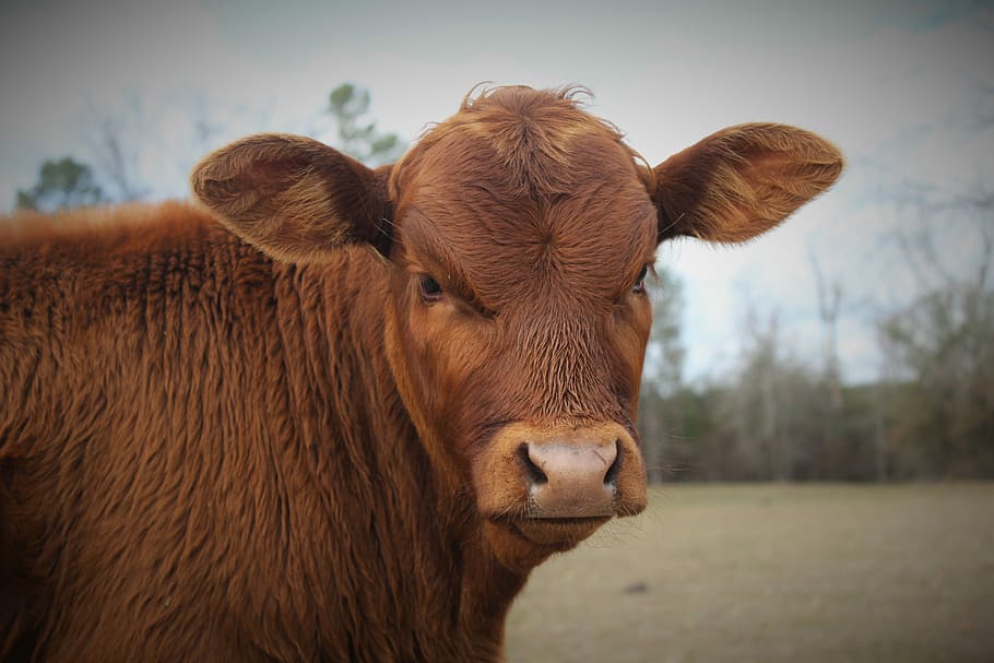 toro, vitello, mucca, Toro, vitello, animale, bestiame, natura, scena rurale, agricoltura, azienda agricola, mammifero, erba, pascolo, un animale, temi animali, nessuno, concentrarsi sulle conoscenze acquisite, animali domestici, Marrone, domestico, ritratto, parte del corpo animale, vertebrato, avvicinamento, testa di animale, terra, guardando la fotocamera, erbivoro, all'aperto, occhio animale, 5K