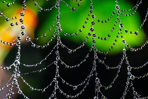 pavoučí síť, bokeh, rosa, web, Příroda, pavouk, hmyz, pavučina, vzor, síť, makro, přírodní, zelená, venkovní, pavoukovec, pokles, volně žijících živočichů, les, past, voda, hedvábí, divoký, životní prostředí, design, vlákno, spojení, zvíře, textura, barva, zelená barva, detail, nikdo, křehkost, mokré, pozadí, krása v přírodě, zranitelnost, celý rám, studio shot, zaměřit se na popředí, svěžest, vícebarevné, venku, černé pozadí, složitost, 5K, CC0, veřejná doména, bez autorských práv