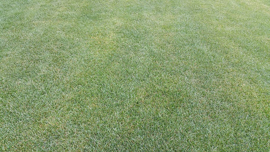 prato, verd, primavera, herba, naturalesa, estiu, campanya, parc, prats, vegetació, espontània, temporada, jardí, fons, a l'aire lliure, gespa, color verd, patró, marc complet, planta, esport, textura, camp de joc, cap gent, futbol, camp, terra, camp de futbol, dia, primer pla, vista d’angle alt, en blanc, efecte texturat, 5K