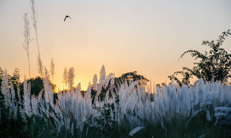 landskab, aften, tid, fugl, flyvende, træ, plante, himmel, rolig scene, skønhed i naturen, ro, scenics - natur, solnedgang, ingen mennesker, natur, dyreliv, miljø, Skov, rejsemål, jord, ikke-urbane scene, vækst, udendørs, fyrretræ, nåletræ, 4K
