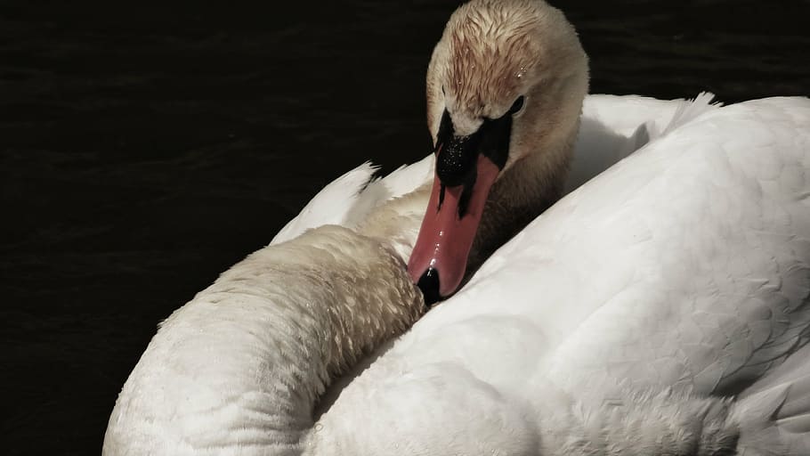 labut, aquós, ocell, animal, temes d'animals, vertebrats, animals a la natura, fauna animal, un animal, cigne, aigua, Color blanc, part del cos dels animals, bec, cap gent, primer pla, ocell aquàtic, llac, nedar, naturalesa, zoologia, cap d’animals, coll d'animals, ocell d’aigua dolça, cygnet, 4K