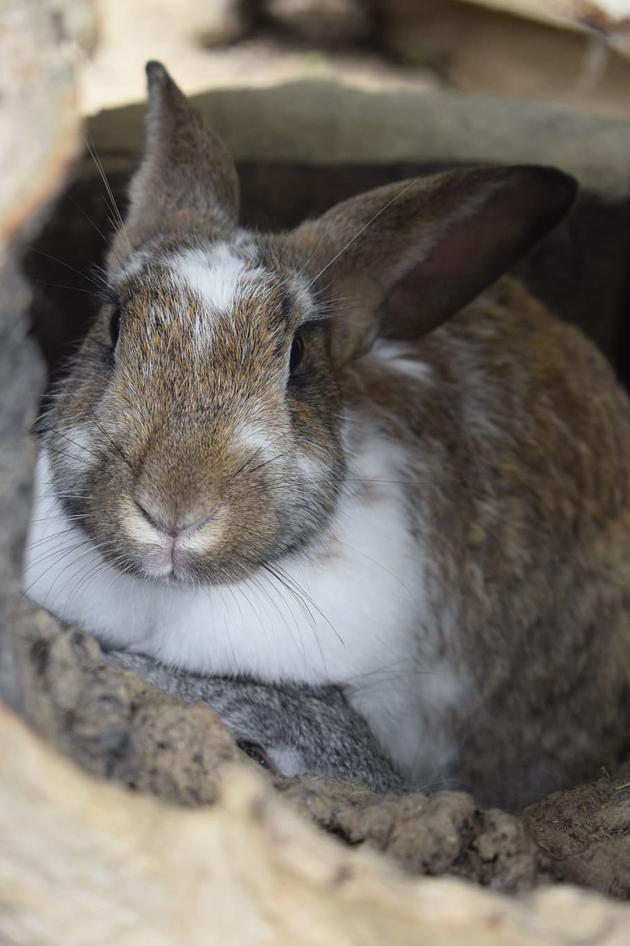 coniglio, animali, azienda agricola, animale, coniglio - animale, animali domestici, carina, mammifero, pelliccia, piccolo, soffice, Marrone, giovane animale, temi animali, un animale, nessuno, avvicinamento, giorno, vertebrato, fauna selvatica, roditore, animali allo stato selvatico, messa a fuoco selettiva, domestico, concentrarsi sulle conoscenze acquisite, parte del corpo animale, ritratto, testa di animale, erbivoro, baffo, 5K