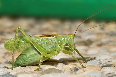 katydid, Heuschrecke, Insekt, Fehler, Makro, Natur, Grün, ein Tier, Tierthemen, Tier, Tiere in freier Wildbahn, wirbellos, Tierwelt, grüne Farbe, Nahansicht, Tag, Fokus auf den Vordergrund, keine Leute, Tierantenne, Tierkörperteil, selektiver Fokus, draußen, solide, Rock, Tierauge, 2K, CC0, gemeinfrei, lizenzfrei