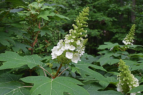 eikenblad hortensia, hortensia, struik, fabriek, tuin-, natuur, de lente, wit, blad, deel van de plant, groei, groene kleur, bloem, schoonheid in de natuur, bloeiende plant, versheid, detailopname, dag, plantkunde, buitenshuis, geen mensen, eten en drinken, kwetsbaarheid, voedsel, breekbaarheid, focus op de voorgrond, bloemhoofd, kruid, 5K, CC0, publiek domein, royaltyvrij