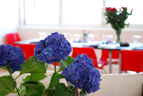 blå, blomstarrangement midtpunkt, bord, innstilling, blomster, middag, feiring, spise~~POS=TRUNC, restaurant, hvit, lunsj, bankett, parti, dekorasjon, bryllup, rød, fødselsdag, pensjonering, blomstrende plante, blomst, anlegg, skjønnhet i naturen, friskhet, sårbarhet, plante del, petal, blad, natur, skjørhet, inflorescence, blomsterhodet, nærbilde, innendørs, vase, fokusere på forgrunnen, dag, ingen folk, lilla, blomsterdekorasjon, en haug med blomster, mykhet, bukett, 4K, CC0, offentlig domene, opphavsrett gratis