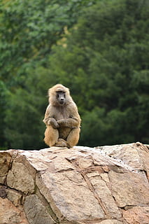 mono, animal, árbol, bosque, zoo, mamífero, animal salvaje, naturaleza, animales, jardín Zoológico, monos, babuino, animales en la naturaleza, fauna animal, primate, un animal, rock, sólido, roca - objeto, sentado, vertebrado, día, nadie, centrarse en primer plano, al aire libre, 5K, CC0, dominio público, libre de derechos