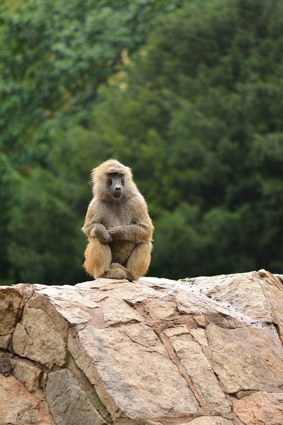 mono, animal, árbol, bosque, zoo, mamífero, animal salvaje, naturaleza, animales, jardín Zoológico, monos, babuino, animales en la naturaleza, fauna animal, primate, un animal, rock, sólido, roca - objeto, sentado, vertebrado, día, nadie, centrarse en primer plano, al aire libre, 5K