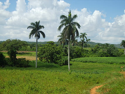 paesaggio, Cuba, Viñales, pianta, albero, cielo, Palma, crescita, clima tropicale, colore verde, nuvola - cielo, bellezza nella natura, terra, campo, natura, erba, scenics - natura, ambiente, la tranquillità, scena tranquilla, giorno, nessuno, palma da cocco, all'aperto, albero tropicale, 2K, CC0, dominio pubblico, privo di copyright