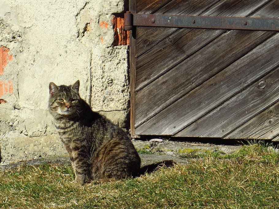 kat, gamle port, dyr, kæledyr, sidder, indenlandske kat, et dyr, husdyr, feline, dyre temaer, indenlandske, pattedyr, hvirveldyr, dag, ingen mennesker, græs, lempelse, natur, træ - materiale, portræt, bygget struktur, udendørs, bakkenbart, 1080P