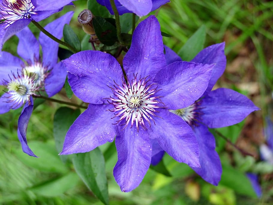 lumină albastră, cerc, Șapte, delicat, fraged, albastru, ușoară, Paris, floare, Violet, fragilitate, natură, creştere, frumusețe în natură, planta cu flori, plantă, petală, prospeţime, vulnerabilitate, cap de floare, a închide, inflorescenţă, nici o persoana, polen, zi, să se concentreze asupra primelor elemente, botanică, primăvară, 720P