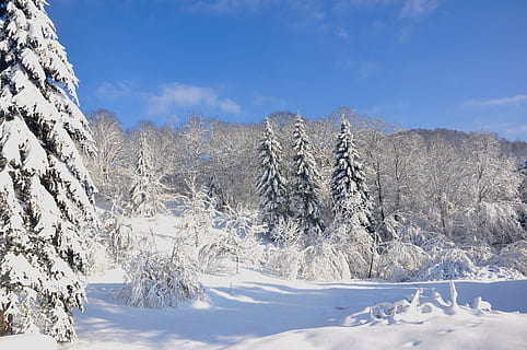 vosges, hivern, neu, naturalesa, bosc, arbre, gelades, fred - temperatura, paisatge, temporada, a l'aire lliure, muntanya, blanc, gel, blau, escenics, avet, congelat, cel, bellesa a la natura, escena no urbana, temperatura de fred, escenics - natura, escena tranquil·la, planta, tranquil·litat, terra, Color blanc, medi ambient, núvol - cel, dia, cap gent, muntanya nevada, arbre de coníferes, pi, arbre de fulla perenne, bosc de pi, clima extrem, 2K, CC0, domini públic, lliure de regalies