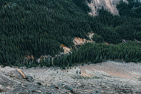 alberi di pino, montagna, giorno, aereo, fotografia, alto, alberi di abete rosso, superiore, vista, foresta pluviale tropicale, natura, paesaggio, foresta, Paesaggi, all'aperto, albero, nessuno, temi animali, Pino, albero di conifere, pianta, terra, Pinaceae, bellezza nella natura, bosco di pini, ambiente, scenics - natura, scena tranquilla, bosco, colore verde, scena non urbana, la tranquillità, albero sempreverde, 5K, CC0, dominio pubblico, privo di copyright