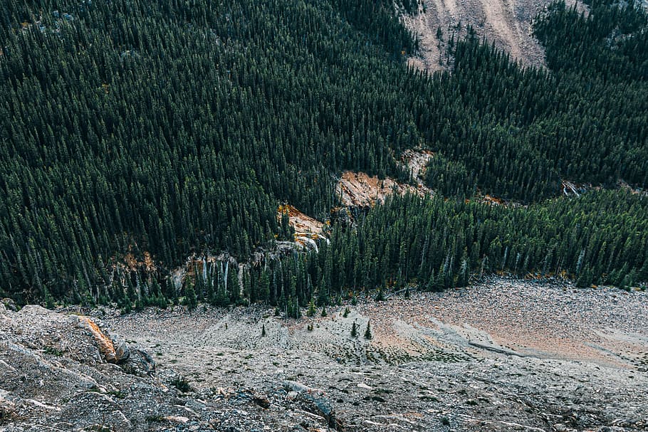 alberi di pino, montagna, giorno, aereo, fotografia, alto, alberi di abete rosso, superiore, vista, foresta pluviale tropicale, natura, paesaggio, foresta, Paesaggi, all'aperto, albero, nessuno, temi animali, Pino, albero di conifere, pianta, terra, Pinaceae, bellezza nella natura, bosco di pini, ambiente, scenics - natura, scena tranquilla, bosco, colore verde, scena non urbana, la tranquillità, albero sempreverde, 5K