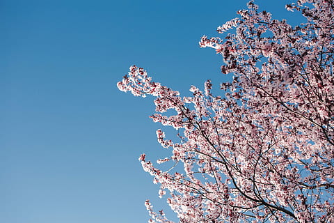pink spring flowers, Pink, spring flowers, flowers, flora, blue sky, blooming, spring, blossom, twig, branch, tree, nature, blue, flower, pink Color, springtime, sky, cherry Blossom, season, outdoors, plant, flower Head, beauty In Nature, cherry Tree, day, petal, clear sky, low angle view, no people, flowering plant, fragility, growth, vulnerability, freshness, 4K, CC0, public domain, royalty free
