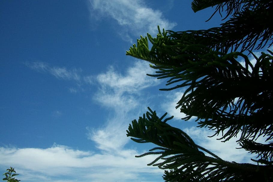 Tanne, Kiefer, tipps, Ast, grün, himmel, Grün, Himmel, Wolke, wolke - himmel, Palme, Baum, Natur, keine Leute, Flachwinkelansicht, Pflanze, Blatt, tropisches Klima, Ruhe, Schönheit in der Natur, Tag, Wachstum, Blau, Pflanzenteil, Palmblatt, draußen, ruhige Szene, Szenen - Natur, Wipfel, Kokospalme, tropischer Baum, 720P