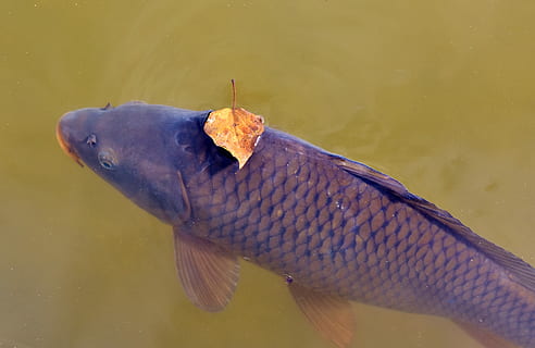tilapia negra, carpa, pez, superficie del agua, hoja, hojas, nadar, estanque, pescar, Aparecer, agua, lago, estanque de peces, naturaleza, animal, escala, fauna animal, vertebrado, un animal, animales en la naturaleza, temas de animales, nadie, de cerca, día, parte del cuerpo del animal, centrarse en primer plano, al aire libre, colgando, comida, captura de pescado, cabeza de animal, marina, 5K, CC0, dominio público, libre de derechos