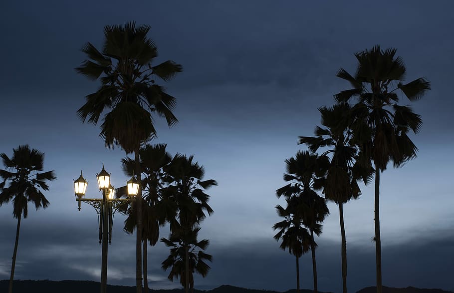 càmera, noch, arbre, naturalesa, noch e, cel, arbres, núvols, palmeres, blau, parc, paisatge, Palmera, vespre, il·luminat, nit, planta, núvol - cel, equips d’il·luminació, clima tropical, bellesa a la natura, cap gent, tranquil·litat, escenics - natura, escena tranquil·la, vista d’angle baix, silueta, posta de sol, aigua, a l'aire lliure, 5K