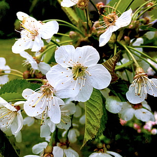 cirera, cirerer, flor de cirerer, primavera, brots, flors, flor blanca, verd, fulles, jardí, arbre, planta, flor, planta amb flors, fragilitat, frescor, vulnerabilitat, creixement, pètal, bellesa a la natura, primer pla, cap de flor, Color blanc, inflorescència, pol·len, centrar-se en primer pla, cap gent, estambres, dia, a l'aire lliure, suavitat, 2K, CC0, domini públic, lliure de regalies