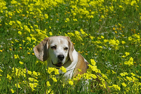 beagle, cane, anziano, tabacco da fiuto, cane da caccia, amico, naso, orecchie, ritratto, animale domestico, un animale, canino, domestico, animali domestici, animale, temi animali, mammifero, fiore, giallo, pianta, pianta fiorita, natura, giorno, cane da riporto, nessuno, labrador retriever, campo, primavera, all'aperto, cane di razza, testa di animale, 2K, CC0, dominio pubblico, privo di copyright