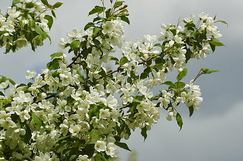 a inflori, măr, primăvară, copac, grădină, apple-floare, ramură, floare, planta cu flori, plantă, frumusețe în natură, vulnerabilitate, fragilitate, creştere, prospeţime, natură, culoare alba, parte a plantelor, a închide, petală, zi, cap de floare, nici o persoana, frunze, inflori, în aer liber, cires, floare de cires, liliac, 4K, CC0, domeniu public, fără drepturi de autor