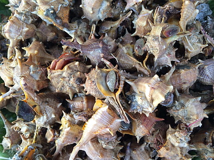 mollusco, gasteropode, guscio, natura, mare, gasteropode, conchiglia, marino, oceano, spirale, commestibile, spiaggia, acqua salata, temi animali, grande gruppo di animali, animali allo stato selvatico, fauna selvatica, fotogramma intero, nessuno, animale, avvicinamento, sfondi, gruppo di animali, invertebrato, acqua, giorno, subacqueo, vita marina, all'aperto, 2K, CC0, dominio pubblico, privo di copyright