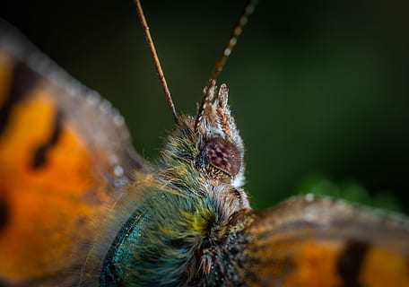 papallona, lepidòpters, macro, temes d'animals, invertebrat, un animal, primer pla, insecte, animal, fauna animal, animals a la natura, naturalesa, enfocament selectiu, part del cos dels animals, cap gent, papallona - insecte, antena animal, centrar-se en primer pla, ala dels animals, dia, artròpode, zoologia, a l'aire lliure, ull d’animals, 5K, CC0, domini públic, lliure de regalies