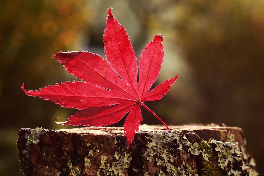 foto, rosso, foglia, superiore, tronco d'albero, autunno, foresta, albero, acero, fogliame autunnale, le foglie, colore di caduta, natura, stagione, sfondi, parte vegetale, modificare, avvicinamento, pianta, concentrarsi sulle conoscenze acquisite, nessuno, bellezza nella natura, all'aperto, giorno, foglia di acero, vulnerabilità, fragilità, crescita, freschezza, condizione naturale, 5K