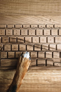 dogs paw, wooden, keyboard, Dogs, paw, technology, dog, pet, animal, wooden keyboard, funny, computer Keyboard, computer, internet, laptop, wood - material, computer key, close-up, indoors, computer equipment, human hand, communication, focus on foreground, hand, high angle view, wireless technology, connection, human body part, alphabet, business, 2K