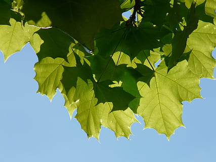 maple, maple leaves, leaf, tree, green, light, norway maple, acer platanoides, needle leaf maple, sun, illuminate, deciduous tree, acer, plant part, green color, nature, plant, no people, growth, sky, outdoors, beauty in nature, sunlight, low angle view, maple leaf, branch, day, close-up, blue, environment, clear sky, leaves, directly below, 2K, CC0, public domain, royalty free