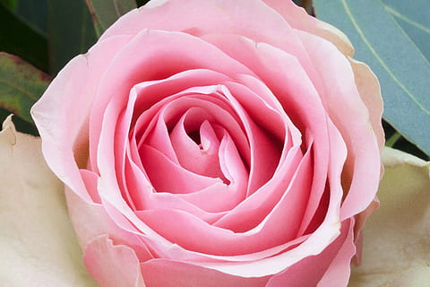 rosa, fiore, compositi, primavera, natura, pianta, verde, bianca, Pastellfarben, riempire, lussureggiante, decorativo, pianta fiorita, bellezza nella natura, colore rosa, petalo, vulnerabilità, fragilità, avvicinamento, infiorescenza, testa di fiore, freschezza, nessuno, crescita, giorno, all'aperto, morbidezza, composizione floreale, mazzo, 4K, CC0, dominio pubblico, privo di copyright