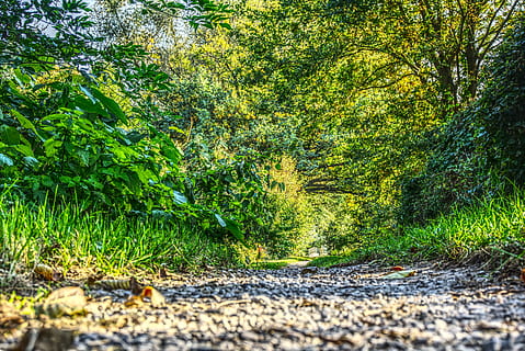 bosc, camí forestal, fulles, arbre, verd, pont, paisatge, naturalesa, assolellat, humor, oci, hdr, rang dinàmic alt, contrast, planta, color verd, creixement, dia, tranquil·litat, bellesa a la natura, cap gent, terra, llum solar, sendera, full, a l'aire lliure, part de la planta, el camí a seguir, escena tranquil·la, direcció, carretera, canvi, nivell superficial, 5K, CC0, domini públic, lliure de regalies
