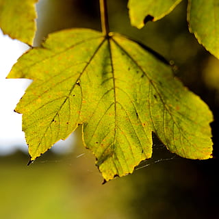 frunză de arțar, lumina din spate, toamnă, arțar, copac, natură, ușoară, pădure, soare, galben auriu, frunze, a închide, zi, Culoarea verde, parte a plantelor, plantă, creştere, să se concentreze asupra primelor elemente, nici o persoana, vena frunzelor, frumusețe în natură, în aer liber, Schimbare, liniște, modelul natural, starea naturala, 2K, CC0, domeniu public, fără drepturi de autor