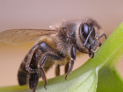 bi, insekt, bier, hvirvelløse, dyre temaer, dyreliv, dyr i naturen, dyr, et dyr, tæt på, plante del, blad, natur, plante, ingen mennesker, dag, fokus på forgrunden, grøn farve, udendørs, zoologi, skønhed i naturen, dyrefløj, 2K, CC0, offentligt domæne, royaltyfrie
