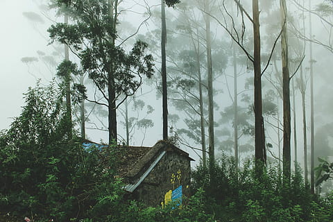 casă, inconjurat, copaci, cețos, zi, Casă de piatră, verde, leafed, pădure, copac, clădire, Acasă, ceaţă, fum, aburi, India, western ghat, Tamilnadu, Kodaikanal, Kodai, plantă, creştere, teren, arhitectură, construită, natură, nici o persoana, Culoarea verde, liniște, trunchi de copac, trompă, frumusețe în natură, o scenă liniștită, în aer liber, exteriorul clădirii, 5K, CC0, domeniu public, fără drepturi de autor