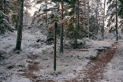 paisatge, treest, cobert, neu, marró, fusta, senyalització de carreteres, verd, arbres de fulles, arbre, terra, planta, bosc, hivern, cap gent, naturalesa, tranquil·litat, temperatura de fred, dia, escena tranquil·la, bellesa a la natura, escena no urbana, creixement, camp, a l'aire lliure, tronc, tronc de l'arbre, 2K, CC0, domini públic, lliure de regalies