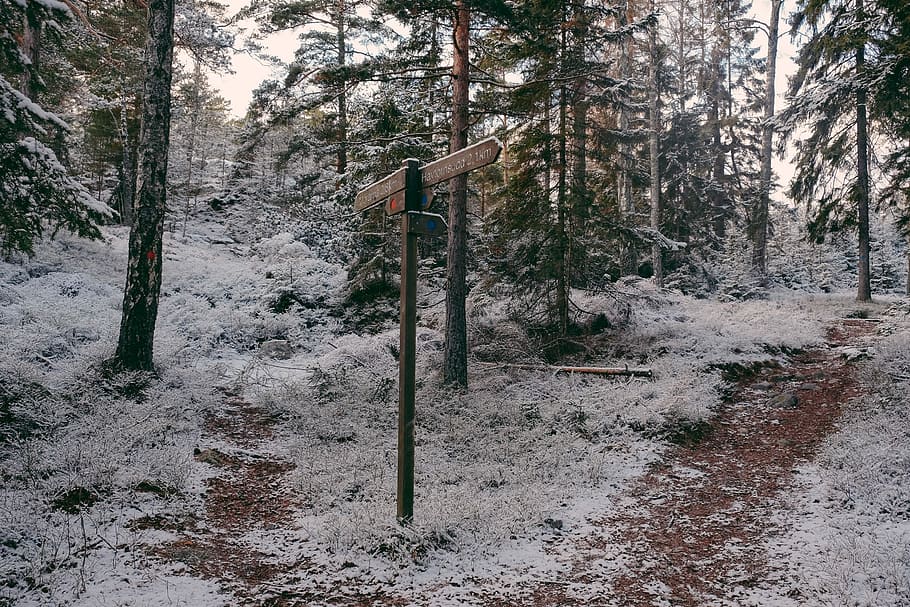 paisatge, treest, cobert, neu, marró, fusta, senyalització de carreteres, verd, arbres de fulles, arbre, terra, planta, bosc, hivern, cap gent, naturalesa, tranquil·litat, temperatura de fred, dia, escena tranquil·la, bellesa a la natura, escena no urbana, creixement, camp, a l'aire lliure, tronc, tronc de l'arbre, 2K