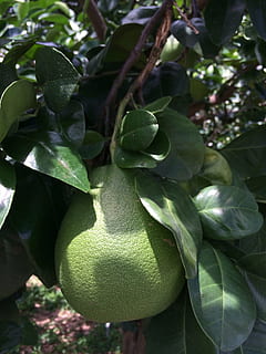 alberi di pompelmo, foglia di cedro, pompelmo pompelmo, parte vegetale, crescita, foglia, frutta, mangiare sano, cibo, cibo e bevande, pianta, colore verde, avvicinamento, freschezza, natura, albero, nessuno, benessere, giorno, bellezza nella natura, albero da frutta, sospeso, all'aperto, maturo, 1080P, CC0, dominio pubblico, privo di copyright