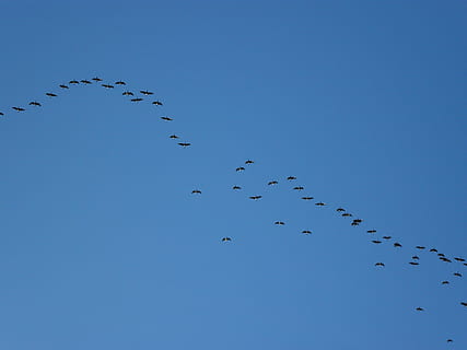 Herde, Beflockung, Gänse, Wandern, Flug, Himmel, Vögel, Flügel, Geflügel, draußen, wandernd, Formation, fliegen, Wasservögel, Blau, wild, Migration, Tierwelt, Gans, fliegend, Natur, klarer Himmel, Gruppe von Tieren, Tiere in freier Wildbahn, Flachwinkelansicht, Tier, große Gruppe von Tieren, Tierthemen, Wirbeltier, Vogelschwarm, Vogel, kopieren sie platz, keine Leute, Tag, Zusammengehörigkeit, Tierwanderung, 2K, CC0, gemeinfrei, lizenzfrei