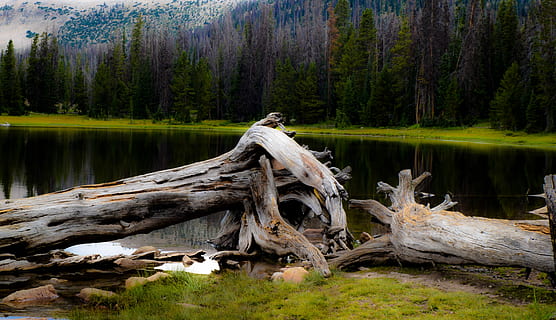 2 verträumte Stümpfe, grau, Baumstamm, neben, Fluss, toter Baum, gefällter Baum, Flussseite, Wald, Baum, Wasser, Pflanze, Holz - Material, Natur, Holz, Schönheit in der Natur, Szenen - Natur, Land, See, Log, Ruhe, Bauholz, Nicht-städtische Szene, Tag, ruhige Szene, Reflexion, eine Person, draußen, Treibholz, tote Pflanze, Kiefernwald, Borke, Nadelbaum, 5K, CC0, gemeinfrei, lizenzfrei