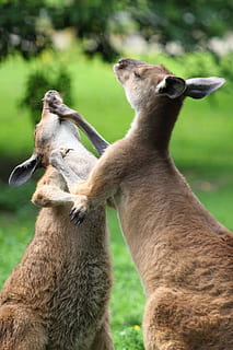 two kangaroos, animal, attack, australian, beat, boxing, duo, fight, fighting, hop, kangaroo, kangaroos, mammal, marsupial, pair, paws, play, strong, two, wild, animal themes, animal wildlife, animals in the wild, group of animals, two animals, vertebrate, focus on foreground, nature, grass, plant, no people, day, young animal, land, animal family, close-up, field, outdoors, herbivorous, animal head, 2K, CC0, public domain, royalty free