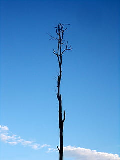 albero, solitario, tronco, single, cielo, cielo blu, singolo, cielo, blu, vecchio, vecchio albero, morto, natura, ramo, all'aperto, pianta, foresta, albero nudo, Inquadratura dal basso, giorno, copia spazio, persone reali, nuvola - cielo, silhouette, tronco d'albero, la tranquillità, luce del sole, pianta morta, 2K, CC0, dominio pubblico, privo di copyright