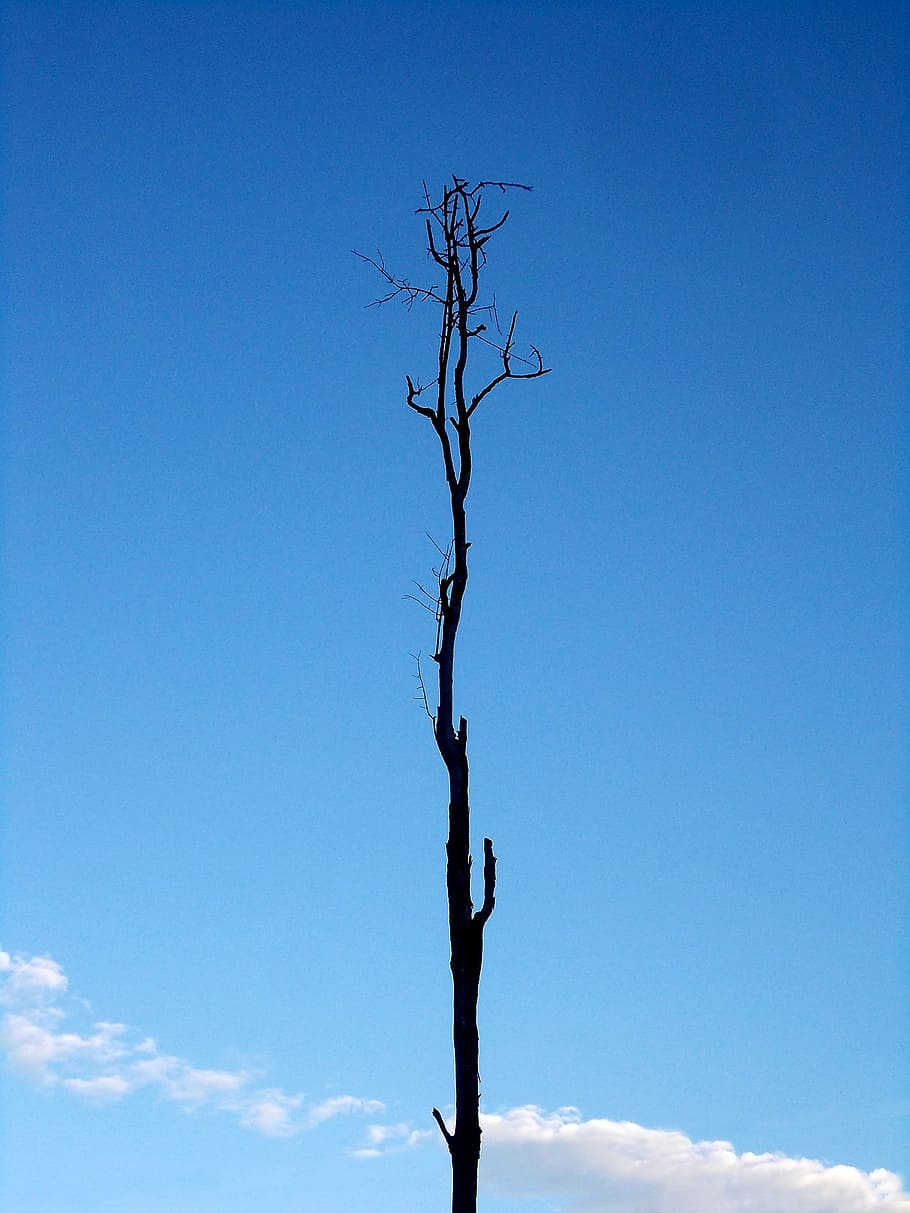 albero, solitario, tronco, single, cielo, cielo blu, singolo, cielo, blu, vecchio, vecchio albero, morto, natura, ramo, all'aperto, pianta, foresta, albero nudo, Inquadratura dal basso, giorno, copia spazio, persone reali, nuvola - cielo, silhouette, tronco d'albero, la tranquillità, luce del sole, pianta morta, 2K