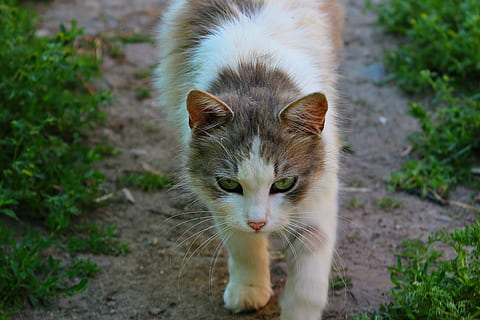 selectiv, focus fotografie argint, tabinet, sol, pisică, animal, lână, sensibilitate, un animal, animale tematice, pisica domestica, mamifer, felin, în aer liber, intern, animale de companie, animale domestice, animale vertebrate, portret, nici o persoana, mustăţi, privind camera, zi, să se concentreze asupra primelor elemente, vedere în unghi mare, permanent, natură, ochi de animale, 1080P, CC0, domeniu public, fără drepturi de autor