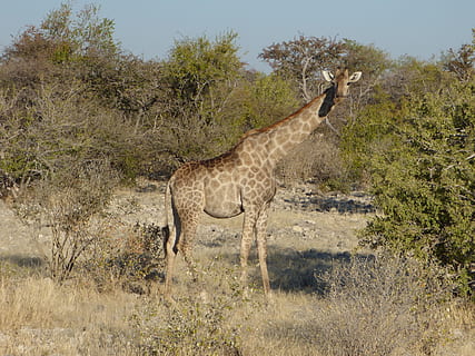 vida salvatge, girafa, namibia, animal, fauna animal, temes d'animals, animals a la natura, planta, un animal, mamífer, vertebrats, de peu, arbre, naturalesa, dia, cap gent, terra, vista lateral, camp, safari, herba, llum solar, herbívors, a l'aire lliure, clima àrid, 2K, CC0, domini públic, lliure de regalies