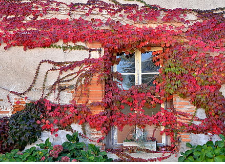 Fenster, Kriechpflanze, rot, die Architektur, gebaute Struktur, Pflanze, Gebäudehülle, Efeu, Wachstum, Gebäude, keine Leute, Tag, Blatt, Pflanzenteil, Natur, Wandbau - Funktion, Haus, Herbst, draußen, Schönheit in der Natur, Blume, Veränderung, 2K, CC0, gemeinfrei, lizenzfrei