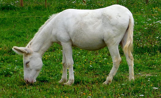 blanco, caballo, comiendo, hierba, culos blancos, Burro, el burro come, burro come pasto, linda, dulce, animal, burro en el prado, en el prado, animales domesticos, temas de animales, nacional, mascotas, mamífero, planta, campo, ganado, tierra, vertebrado, pasto, un animal, color verde, día, agricultura, nadie, naturaleza, herbívoro, al aire libre, 2K, CC0, dominio público, libre de derechos