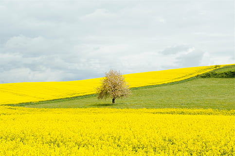 yellow, flower field, gray, sky, bare, tree, flower, field, dandelions, fields, grass, clouds, oilseed rape, agriculture, landscape, nature, beauty in nature, crop, farm, plant, tranquil scene, land, scenics - nature, environment, tranquility, flowering plant, growth, cloud - sky, rural scene, no people, springtime, outdoors, 1080P, CC0, public domain, royalty free