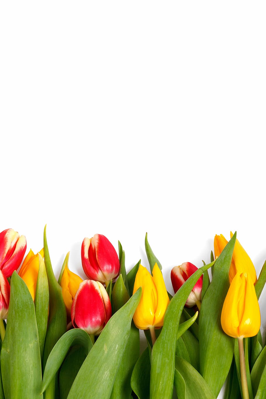 rot, Gelb, Tulpen, Weiß, Oberfläche, Nahansicht, Foto, Hintergrund, blühen, Rand, bunt, Dekoration, Flora, Blumen-, Blume, Blumen, Rahmen, frisch, Gruppe, Natur, romantisch, Frühling, Tulpe, Valentinstag, isoliert, Studioaufnahme, weißer Hintergrund, Frische, Gemüse, drinnen, kopieren sie platz, Variation, Wahl, Essen und Trinken, Pfeffer, grüne Farbe, Stillleben, keine Leute, mehrfarbig, Lebensmittel, Wohlbefinden, 5K